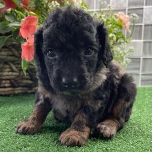 Cockapoo Puppy Zayd