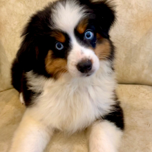 Australian Shepherd Puppy Luke