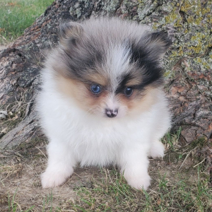Pomeranian Puppy Bella