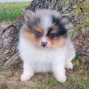 Pomeranian Puppy Bella