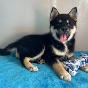 Pomsky Puppy Alex