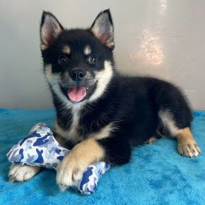Pomsky Puppy Alex