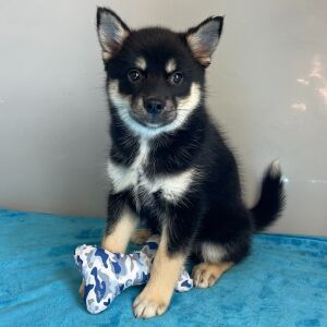Pomsky Puppy Alex