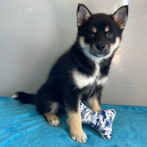 Pomsky Puppy Alex