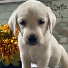 Labrador Retriever Puppy Sis