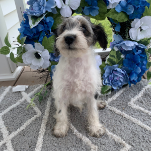 Schnoodle Puppy Owen