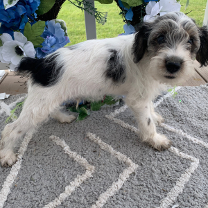 Schnoodle Puppy Owen