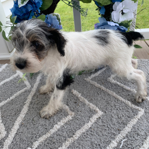 Schnoodle Puppy Owen