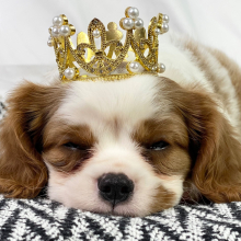 Cavalier King Charles Spaniel Puppy Vinn