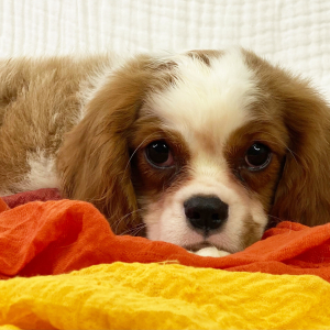 Cavalier King Charles Spaniel Puppy Vinn