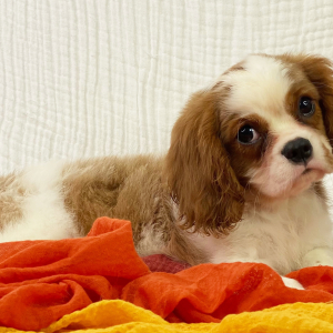 Cavalier King Charles Spaniel Puppy Vinn