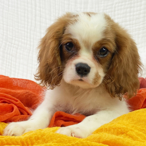 Cavalier King Charles Spaniel Puppy Vinn