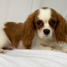 Cavalier King Charles Spaniel Puppy Vinn