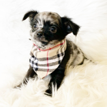 Chihuahua Puppy Oreo