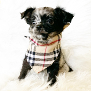 Chihuahua Puppy Oreo