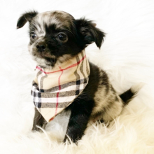 Chihuahua Puppy Oreo