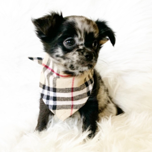 Chihuahua Puppy Oreo