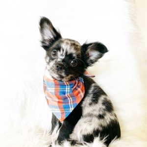 Chihuahua Puppy Oreo