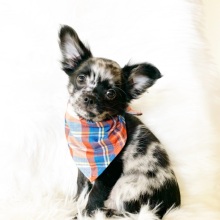 Chihuahua Puppy Oreo
