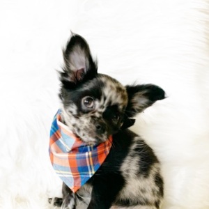 Chihuahua Puppy Oreo