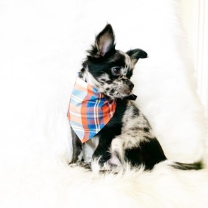Chihuahua Puppy Oreo