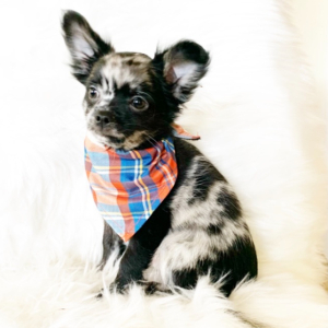 Chihuahua Puppy Oreo