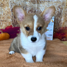 Pembroke Welsh Corgi Puppy Poppy
