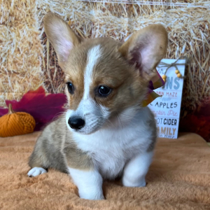 Pembroke Welsh Corgi Puppy Poppy