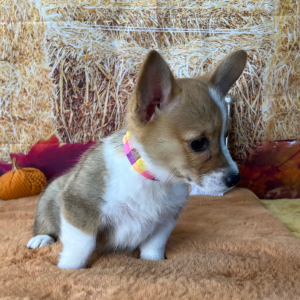 Pembroke Welsh Corgi Puppy Poppy