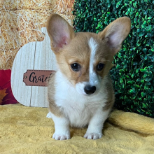 Pembroke Welsh Corgi Puppy Poppy
