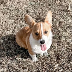 Pembroke Welsh Corgi Puppy Poppy