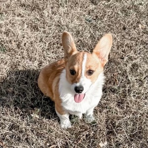 Pembroke Welsh Corgi Puppy Poppy