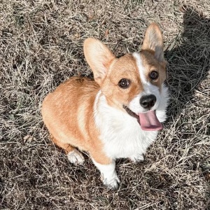 Pembroke Welsh Corgi Puppy Poppy