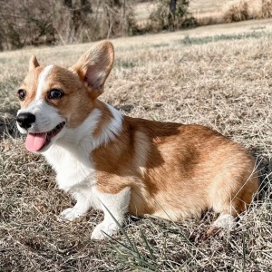Pembroke Welsh Corgi Puppy Poppy