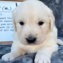 Golden Retriever Puppy Odie