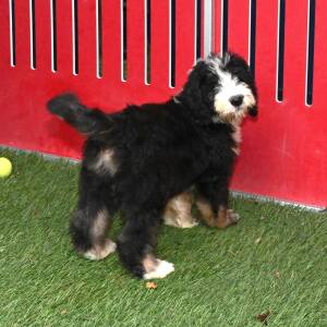 Bernedoodle Puppy Gandalf
