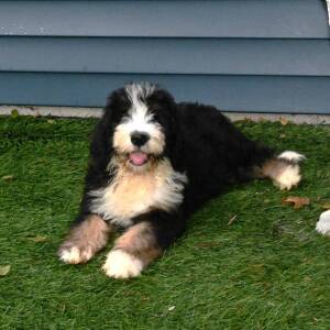 Bernedoodle Puppy Gandalf