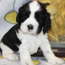 Cocker Spaniel Puppy Fargo