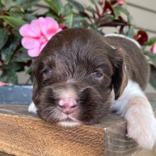 Cocker Spaniel Puppy Sandra