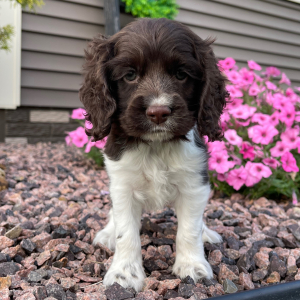 Cocker Spaniel Puppy Sandra