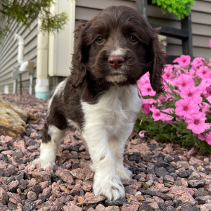 Cocker Spaniel Puppy Sandra