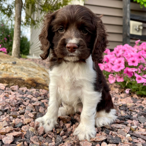 Cocker Spaniel Puppy Sandra