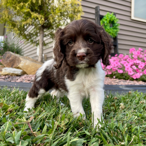 Cocker Spaniel Puppy Sandra