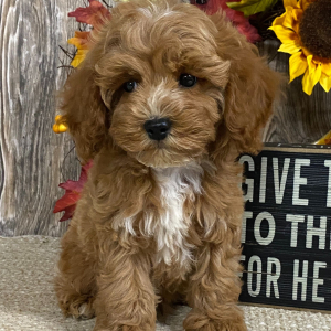 Cavapoo Puppy Caiden
