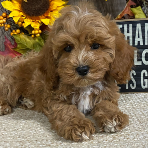 Cavapoo Puppy Caiden
