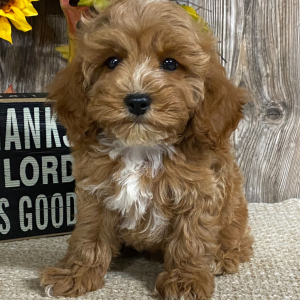 Cavapoo Puppy Caiden