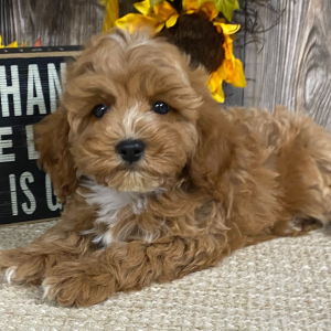 Cavapoo Puppy Caiden