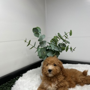 Goldendoodle Puppy Vadella
