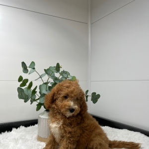 Goldendoodle Puppy Vadella