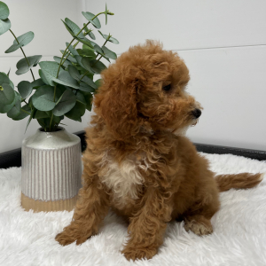 Goldendoodle Puppy Vadella